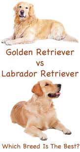 Labrador Retriever Vs Golden Retriever Which Breed Is Best Labrador Retriever Golden Retriever Vs Labrador Labrador Retriever Puppies