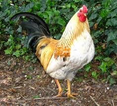 We did not find results for: 7 Amazing Scientific Facts On Why Do Roosters Crow Poultry Feed Formulation