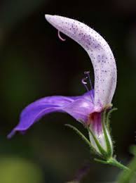 Image result for Brillantaisia madagascariensis