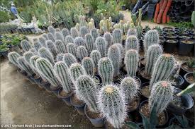 We send seeds to all countries on the world, any. Sunland Cactus Nursery