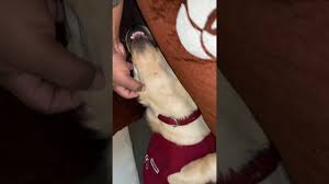 Amazing dog doing the victory walk cute animals dogs. Max Having Fun After Morning Workout Must Relax Your Dog After Training Dog Training Pampering Youtube