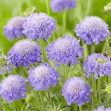 Image result for Scabiosa col.`Butterfly Blue`