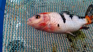 How it can impact the environment. Dead Koi Any Ideas Why Koi