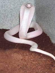 Cherry Dripp The Gorgeous Daily Albino Animals Rare Albino Animals Animals Beautiful