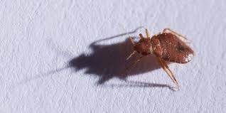 Free shipping & expert advice. Do It Yourself Bed Bug Prevention Plunkett S Pest Control