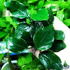 Image result for Hyparrhenia barteri