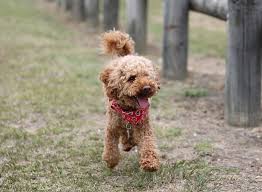 We have always been a good lover to puppies. French Poodle Puppies For Sale Near Me Online