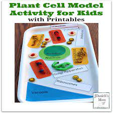 Cut and fold corrugated cardboard to show the golgi apparatus. Plant Cell Model Activity For Kids With Printables To Use