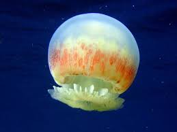 Check spelling or type a new query. Cannonball Jellyfish The Cannonball Jellyfish Stomolophus Meleagris Also Known As The Cabbage Head Jellyfish Is A Species Jellyfish Pet Jellyfish Sea Life