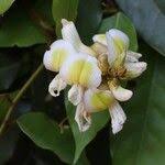 Image result for Craibia grandiflora