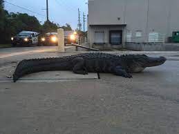 (the) (hd) stock quote, history, news and other vital information to help you with your stock trading and investing. Texas Residents Run Into 800 Pound Alligator In Home Depot Parking Lot