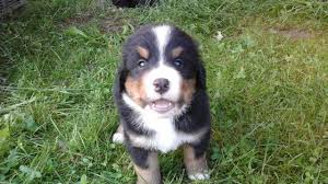 Auburn, indiana (253 miles away) approx. Purebred Bernese Mountain Dog Puppies For Sale In Prairie Farm Wisconsin Classified Americanlisted Com
