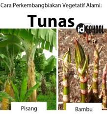 Media ipa / mengalami pertumbuhan dari kecil menjadi besar 5.wortel dan bunga dahlia *wortel *bunga dahlia. Perkembangbiakan Vegetatif Tumbuhan Idschool