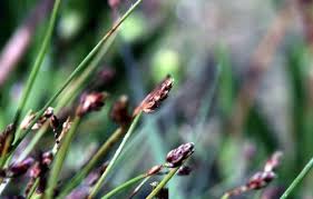 Image result for Isolepis