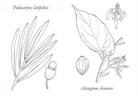 Image result for Commiphora fulvotomentosa