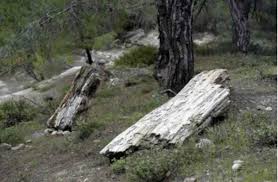 Συνέχεια ενημέρωσης για τη δασική #πυρκαγιά στη λευκίμμη σουφλίου έβρου, συνολικά θα επιχειρούν: Apoli8wmeno Dasos Leykimmhs Eyrhmata Hlikias 40 Ekat Etwn Evros News