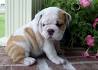 Miniature Bulldog - PetGuide