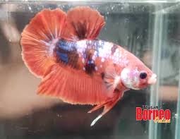 Ikan laga di uptown sungai petani kedah. Ikan Laga Jadi Buruan Peminat Ikan Hiasan Walaupun Mencecah Ribuan Ringgit Utusan Borneo Online