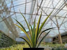 Image result for Sansevieria parva
