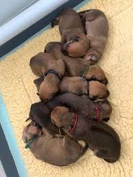The rhodesian ridgeback was developed in africa, a result of crossing european dogs with local african dogs that had the distinctive ridge on their backs. Rhodesian Ridgeback Puppies Available Florida