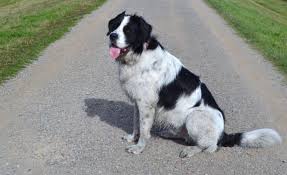 We did not find results for: Border Collie St Bernard Mix Info Pictures Personality Doggie Designer