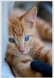 Baby Black And Ginger Cat Blue Eyes Pretty Cats Orange Tabby Cats Cute Baby Animals