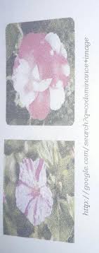 What kind of flowers are these. 1 Are You Familiar With These Kind Of Flowers 2 Can You Give Their Local Name 3 Describe The Brainly Ph