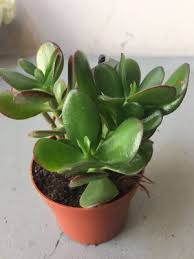 Para ağacı çoğaltma para ağacı yapraktan çoğaltma tekniği ile kolayca çoğaltabilirsiniz. Crassula Para Cicegi Agaci Satis Ve Bakimi Cicekal Net