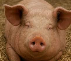 Descarte de cerdas anticipado: claves para mejorar su longevidad productiva