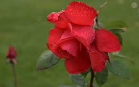 16 Unbelievable Facts About Rose Flower Definition Rose Flower Definition Https Ift Tt 2jwdljs Rose Flower Wallpaper Rose Flower Rose Flower Hd