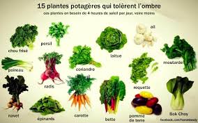15 Plantes Potageres Qui Tolerent L Ombre Shade Tolerant Plants Plants Growing Vegetables