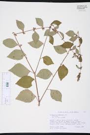 Image result for Triumfetta trichocarpa
