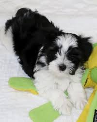 Angel Doll Puppy Jinx Yorkie Maltese Long Hair Chihuahua Lhasa Apso Yorkie Dog Love Lhasa Apso