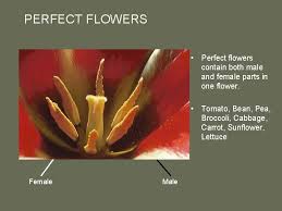 Some plants have both male and female flowers, while other have males on one plant and females on another. 3trlp2z6plvqmm