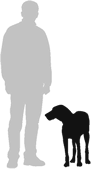Find Out How Big Your Greyhound Puppy Will Grow Puppy