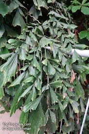 Image result for Caryota