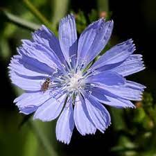 Chicory Seeds Cichorium Intybus 100 Pure Wildflower Seed Coffee Substitute You Can Grow American Meadows Wildflower Seeds Wild Flowers