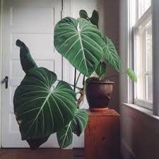 Philodendron Gloriosum Plants Growing Plants Indoors Pretty Plants