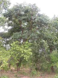 Image result for Brachystegia