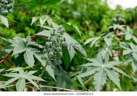 Image result for Ricinus communis