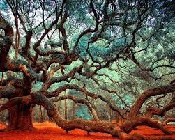 We determined that these pictures can also depict a angel oak, branch, charleston, jonhs island, oak, south carolina, sun, sunbeam. Nature Photography Angel Oak Charleston Sc Tree Print Etsy Angel Oak Trees Live Oak Tree Tattoo Tree Photography