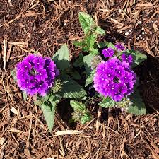 Image result for Heliotropium lineare