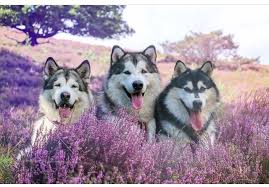 Hercules si anjing alaskan malamute berukuran raksasa yang sangat ramah.ig : Pin By Paula Prasetya On Alaskan Malamute Malamute Alaskan Malamute Dog Breeds
