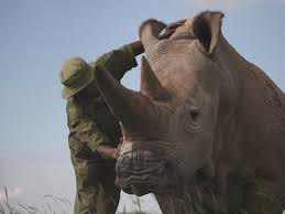 Image result for Rinorea laurentii