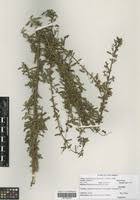 Image result for Aeschynomene abyssinica
