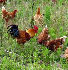 Check spelling or type a new query. Keeping Chickens In Your Garden Sa Garden And Home