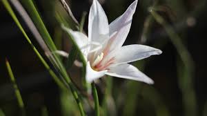 Image result for Gladiolus trichonemifolius