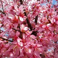 Early every spring hundreds of bright, cotton white blooms will emerge all over the tree. Okame Flowering Cherry Tree Green Thumbs Garden