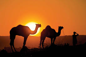 Camels can lose close to 40 percent of their body fluid weight without suffering fatal effects. Camel Description Humps Food Types Adaptations Facts Britannica