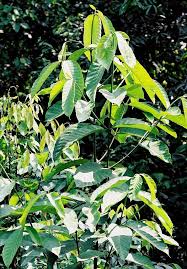 Image result for Funtumia africana